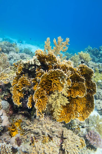 Färgglada Korallrev Botten Tropiska Havet Gul Eld Korall Undervattens Landskap — Stockfoto