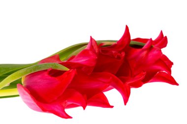 Siyah arkaplanda izole edilmiş kırmızı lalelerin bahar çiçekleri, yakın çekim