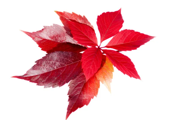 Autumn Colorful Leaves Parthenocissus Isolated White Background Close — Stock Photo, Image