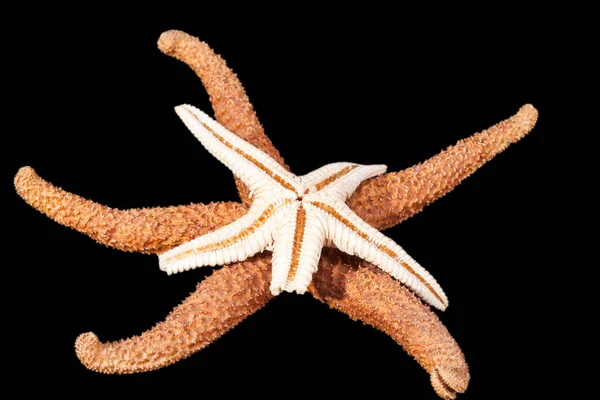 Some Sea Stars Isolated Black Background Close — Stock Photo, Image