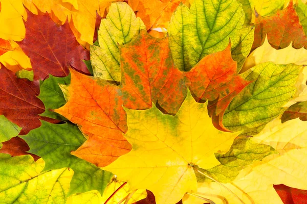 Background Colorful Autumn Maple Leaves Close — Stock Photo, Image