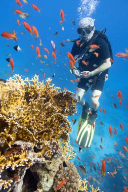 Sharm el Sheikh, Kızıldeniz, Mısır - 11 Kasım 2019: Renkli bir mercan resifinin üzerinde tek bir dalgıç, hava kabarcıkları, sualtı karabasanı