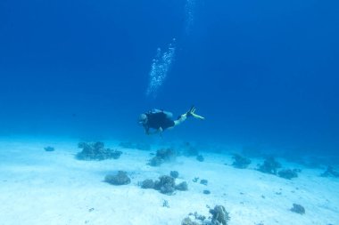 Mercan resifinin üzerinde tek bir dalgıç, hava kabarcıkları, sualtı pelerini.