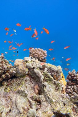 Tropikal denizin dibindeki renkli mercan resifi, mor karnabahar mercanı ve anthias balığı, sualtı manzarası.