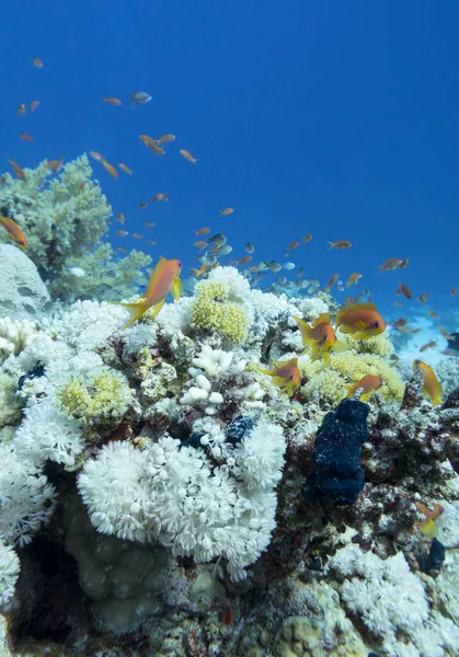 Barriera Corallina Variopinta Sul Fondo Del Mare Tropicale Corallo Duro — Foto Stock