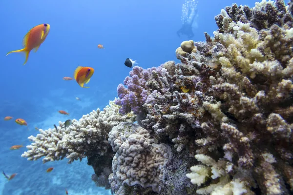 Colorful Coral Reef Bottom Tropical Sea Hard Corals Anthias Fishes — Stock Photo, Image