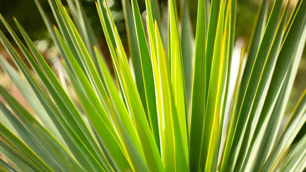 Green palm Yucca leafing close-up backlit by the sun. Abstract bright vertical picture vibrant colors. Background for creativity, picture in the interior.