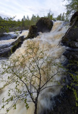 River Cheers.The River Cheers.Russian North.Murmansk bölgesi.