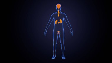 İnsan bezi anatomisi. 3d illüstrasyon