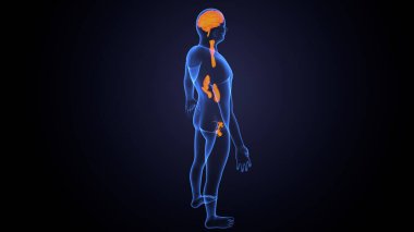 İnsan bezi anatomisi. 3d illüstrasyon