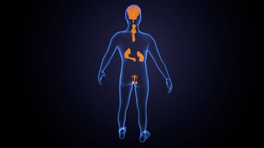 İnsan bezi anatomisi. 3d illüstrasyon