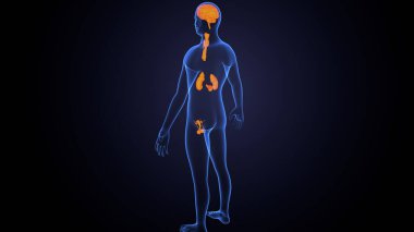 İnsan bezi anatomisi. 3d illüstrasyon