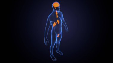 İnsan bezi anatomisi. 3d illüstrasyon