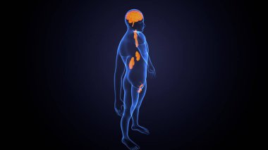 İnsan bezi anatomisi. 3d illüstrasyon