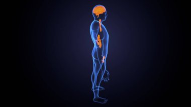 İnsan bezi anatomisi. 3d illüstrasyon