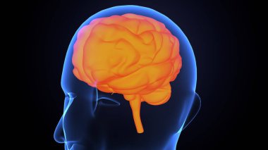 İnsan bezi anatomisi. 3d illüstrasyon