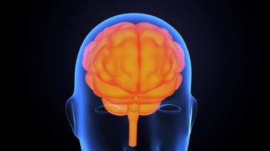 İnsan bezi anatomisi. 3d illüstrasyon