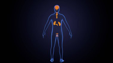 İnsan bezi anatomisi. 3d illüstrasyon