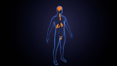 İnsan bezi anatomisi. 3d illüstrasyon