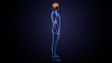 İnsan bezi anatomisi. 3d illüstrasyon