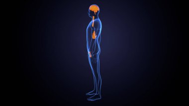 İnsan bezi anatomisi. 3d illüstrasyon