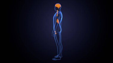 İnsan bezi anatomisi. 3d illüstrasyon