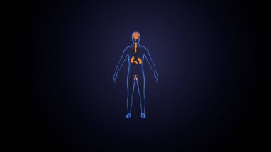 İnsan bezi anatomisi. 3d illüstrasyon