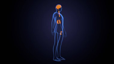 İnsan bezi anatomisi. 3d illüstrasyon