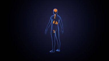 İnsan bezi anatomisi. 3d illüstrasyon