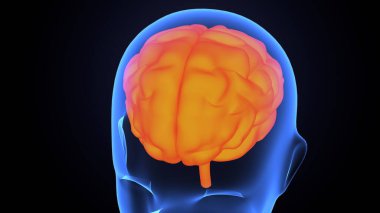 İnsan bezi anatomisi. 3d illüstrasyon