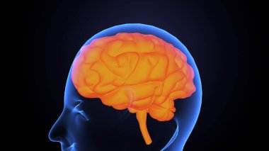 İnsan bezi anatomisi. 3d illüstrasyon