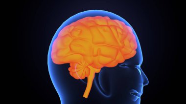 İnsan bezi anatomisi. 3d illüstrasyon