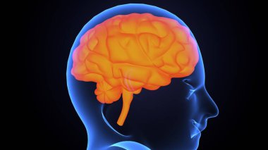 İnsan bezi anatomisi. 3d illüstrasyon