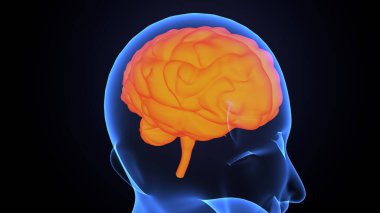 İnsan bezi anatomisi. 3d illüstrasyon