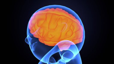 İnsan bezi anatomisi. 3d illüstrasyon