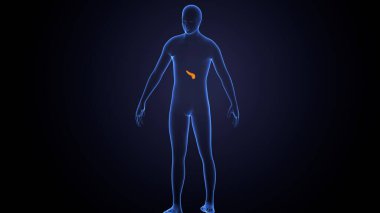 İnsan bezi anatomisi. 3d illüstrasyon