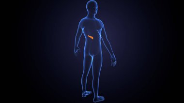 İnsan bezi anatomisi. 3d illüstrasyon