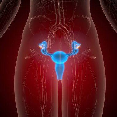 İnsan üreme sistemi anatomisi. 3d illüstrasyon