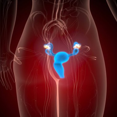 İnsan üreme sistemi anatomisi. 3d illüstrasyon