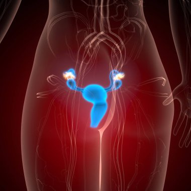 İnsan üreme sistemi anatomisi. 3d illüstrasyon