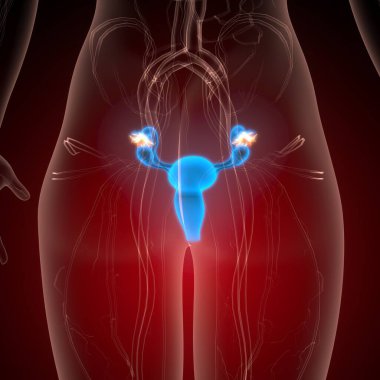 İnsan üreme sistemi anatomisi. 3d illüstrasyon