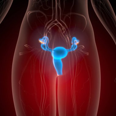 İnsan üreme sistemi anatomisi. 3d illüstrasyon