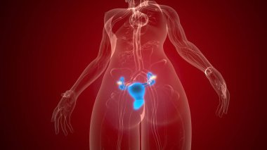 İnsan üreme sistemi anatomisi. 3d illüstrasyon