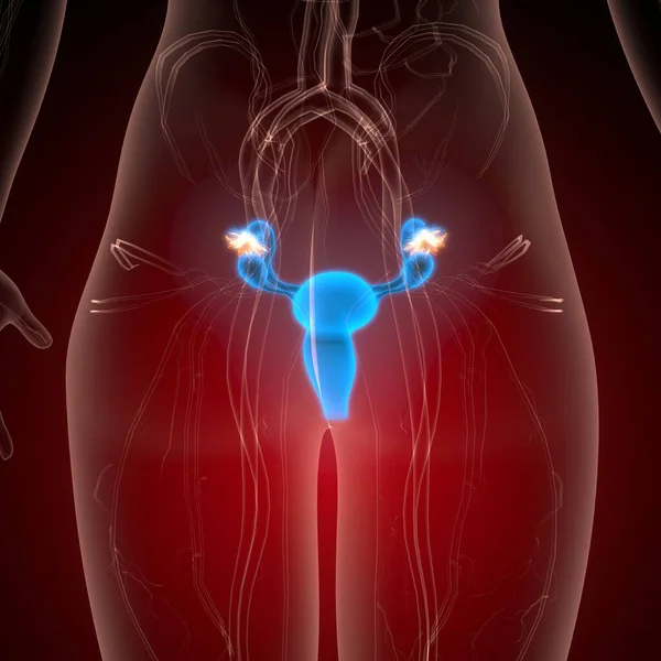 İnsan üreme sistemi anatomisi. 3d illüstrasyon