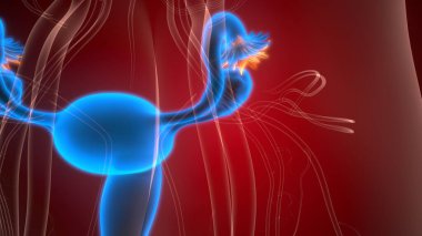 İnsan üreme sistemi anatomisi. 3d illüstrasyon