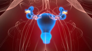 İnsan üreme sistemi anatomisi. 3d illüstrasyon