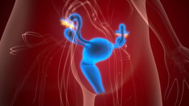 İnsan üreme sistemi anatomisi. 3d illüstrasyon