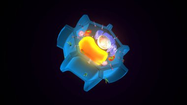 Hücre yapısı. 3d illüstrasyon