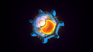 Hücre yapısı. 3d illüstrasyon