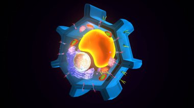 Hücre yapısı. 3d illüstrasyon